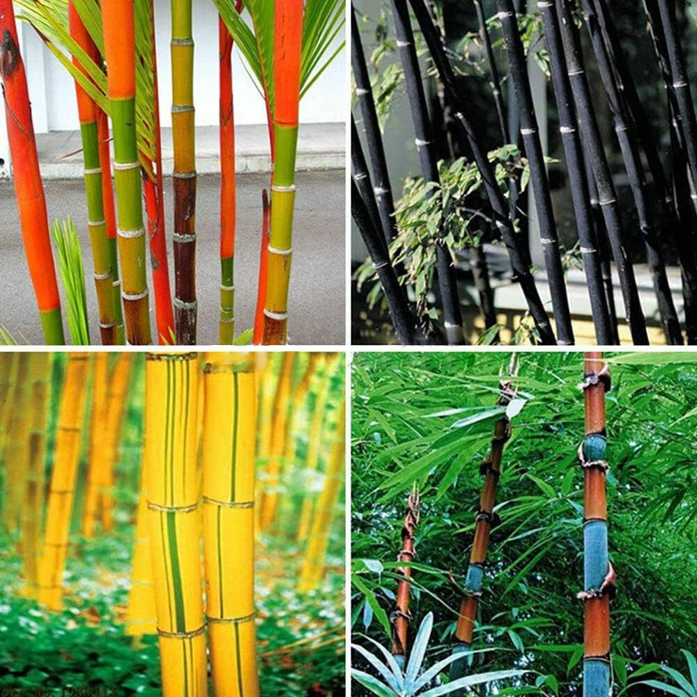 200+ Mix Giant Bamboo Seeds for Planting Outdoors, Privacy Screen Good for Environment Shade-Tolerant Home Decor Landscaping