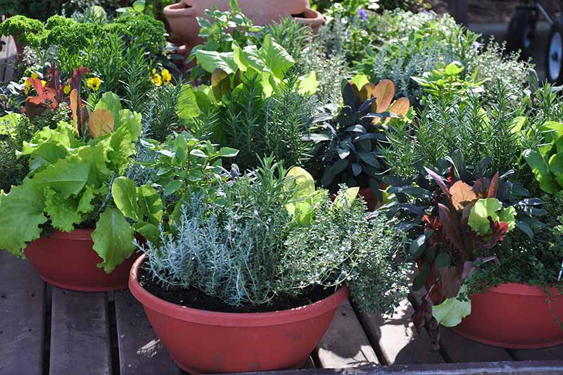 Can I Grow Vegetables In Containers Or Pots