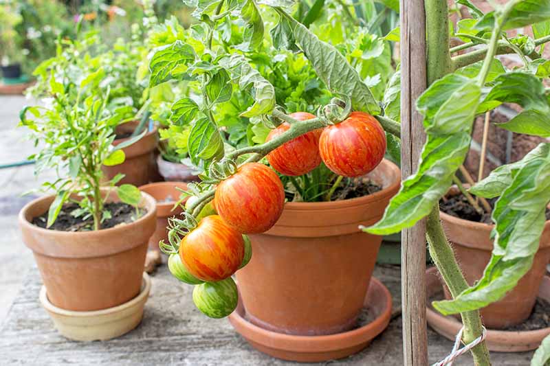 Can I Grow Vegetables In Containers Or Pots