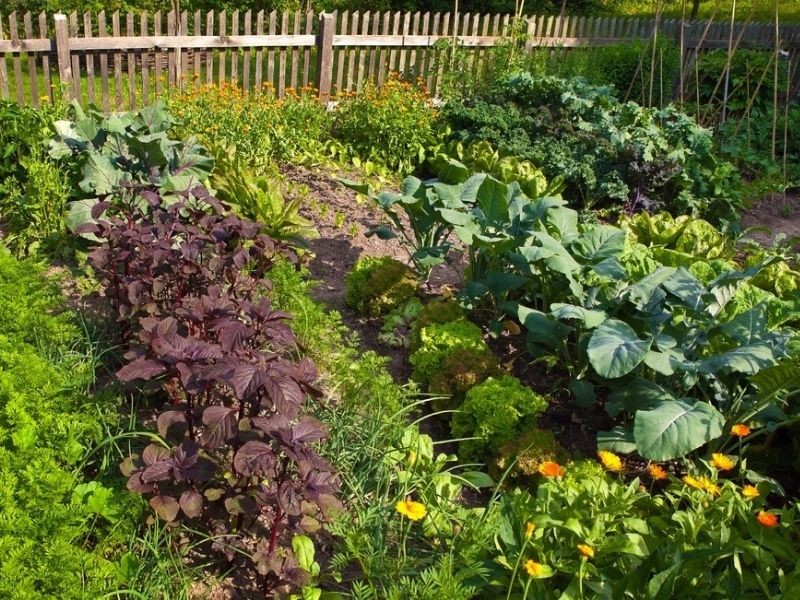 How Can I Grow A Sustainable Garden