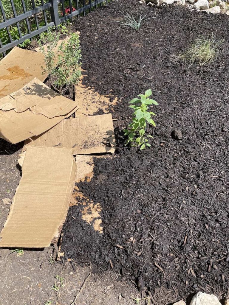 How Can I Keep Weeds Under Control In My Garden