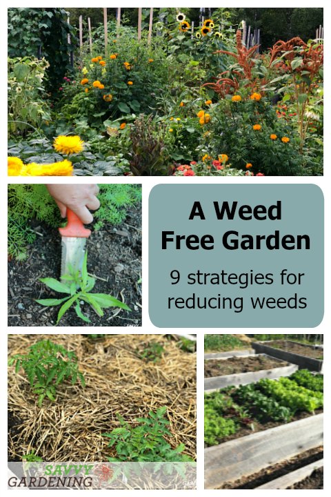 How Can I Keep Weeds Under Control In My Garden