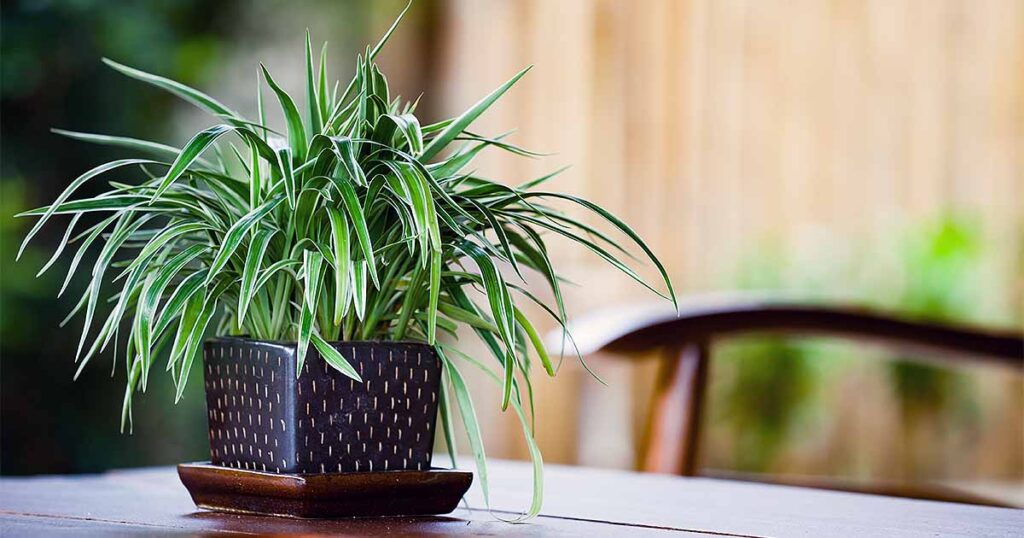 How Do I Care For Indoor Houseplants