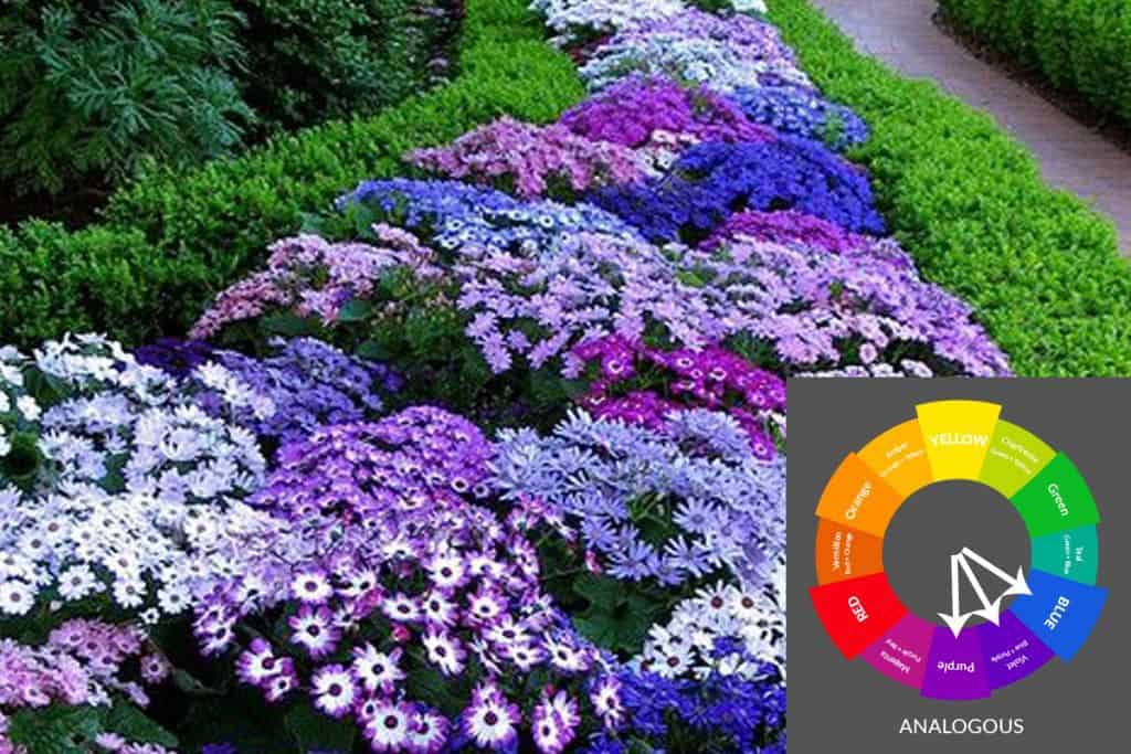 How Do I Create A Harmonious Color Scheme In My Garden