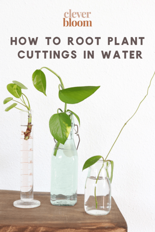 How Do I Propagate Plants From Cuttings