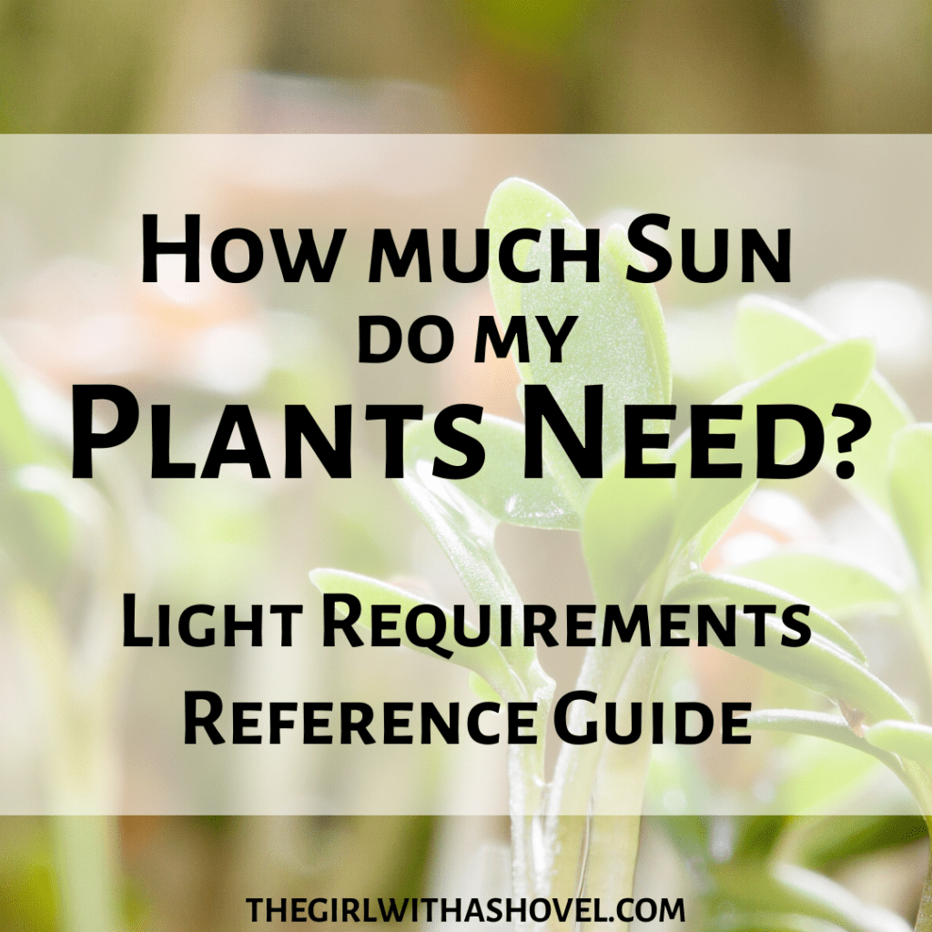 How Much Sunlight Do My Plants Need