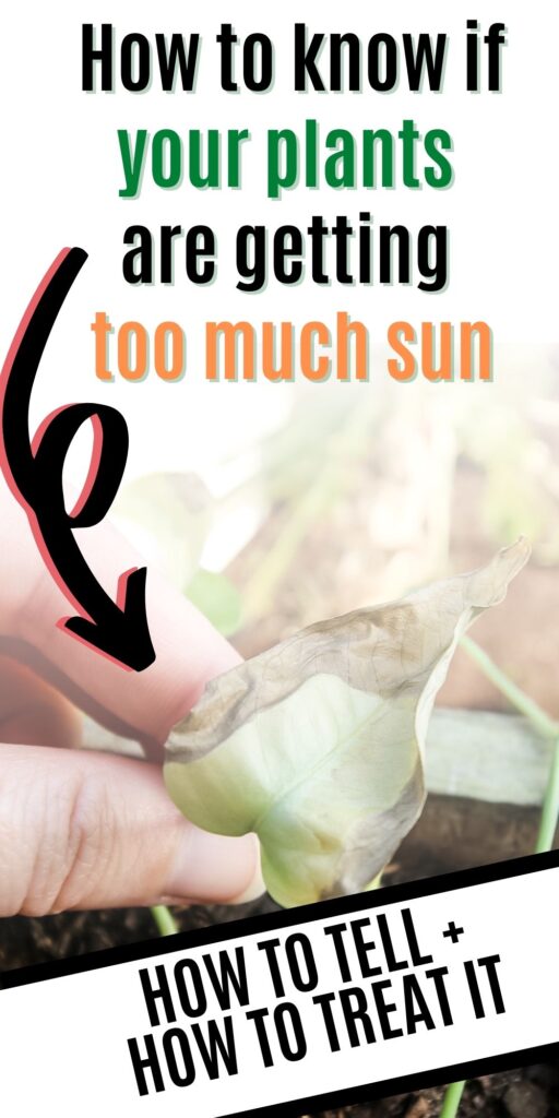 How Much Sunlight Do My Plants Need