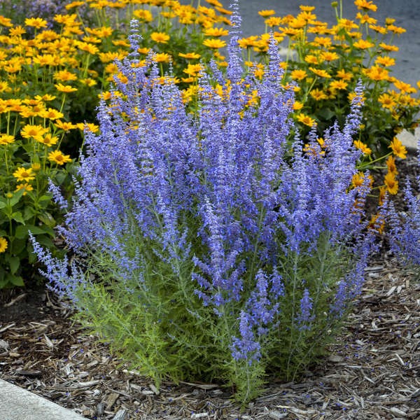 What Are Some Drought-tolerant Plants For Hot Climates