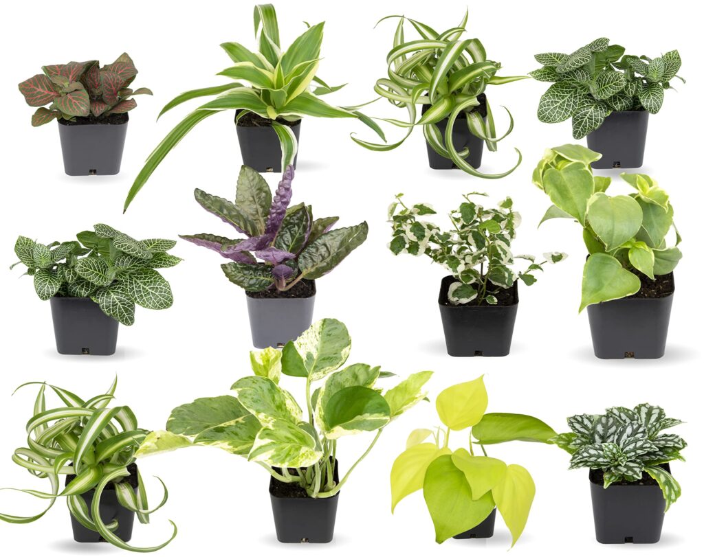 What Are Some Easy Plants For Beginners To Grow