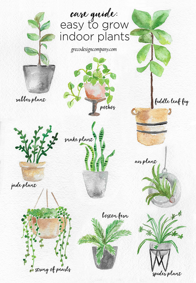 What Are Some Easy Plants For Beginners To Grow