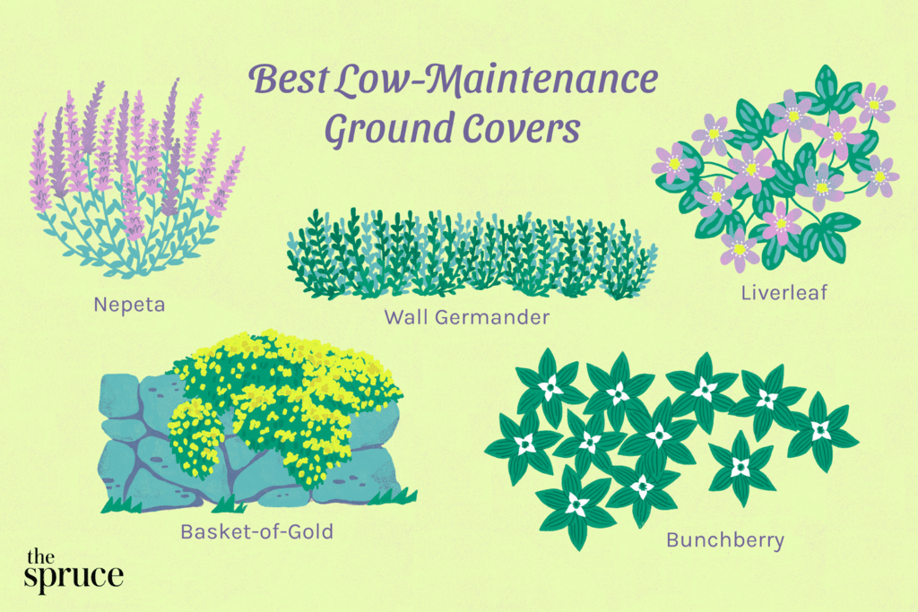 What Are Some Low-maintenance Ground Cover Plants