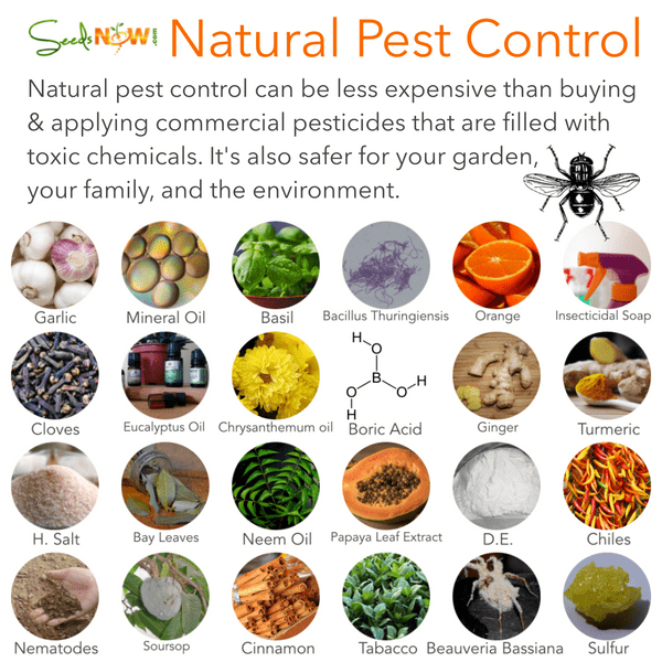 What Are Some Natural Methods For Pest Control In The Garden