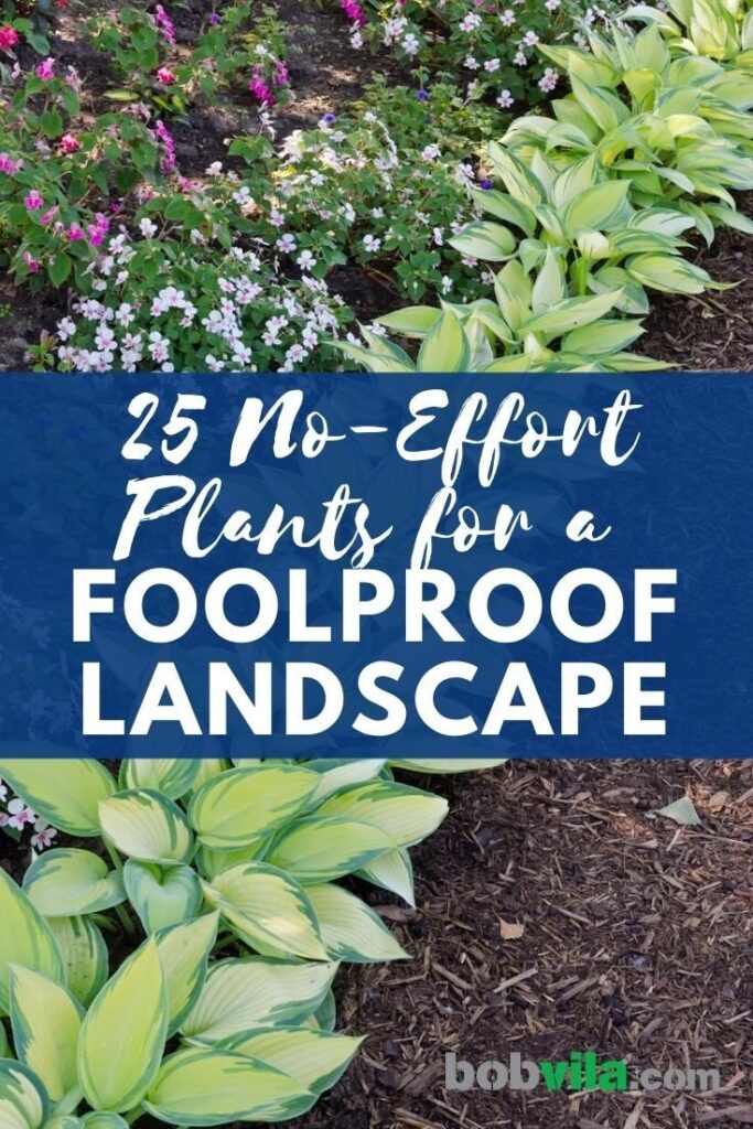 What Are The Best Plants For A Low-maintenance Landscape