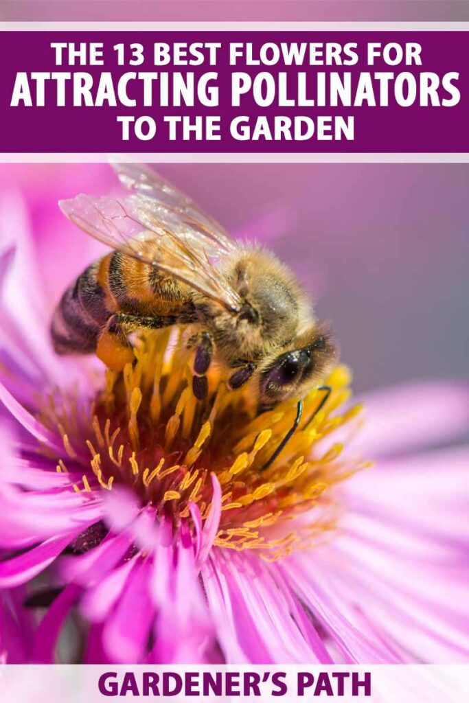 What Are The Best Plants For Attracting Pollinators