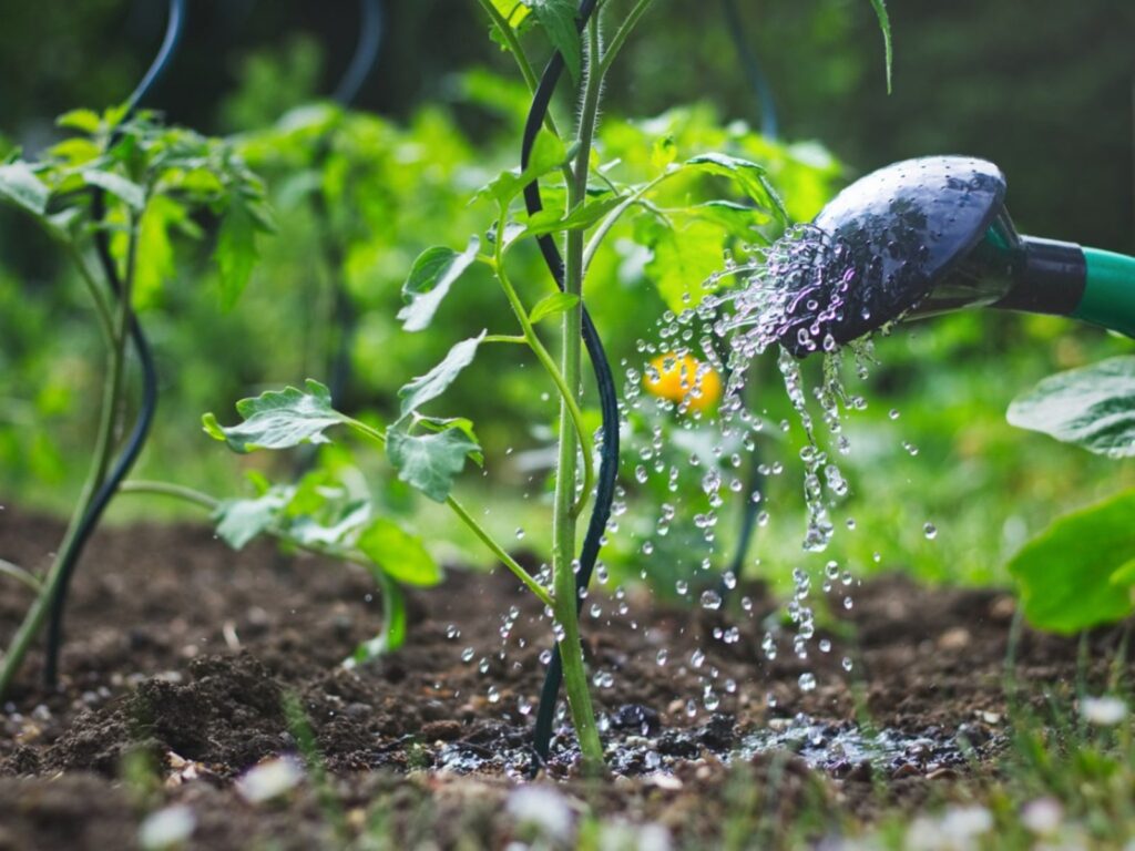 What Is The Best Time Of Day To Water My Garden