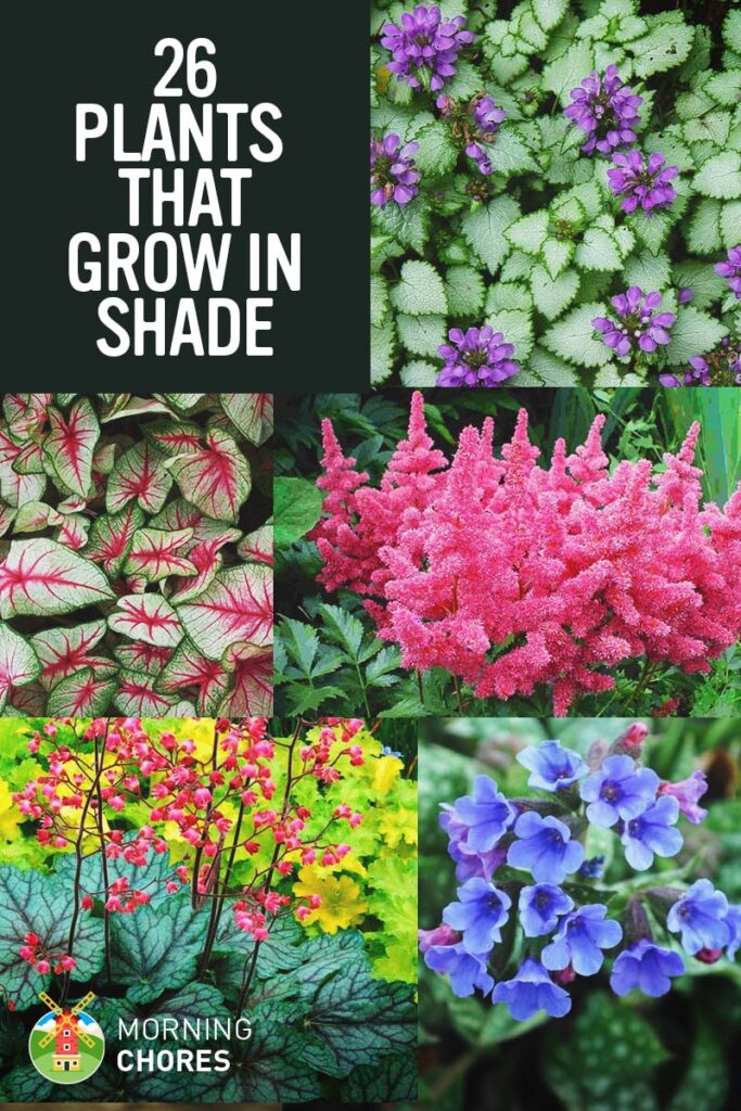 What Plants Are Best Suited For Shady Areas