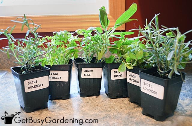 Whats The Best Way To Grow Herbs Indoors