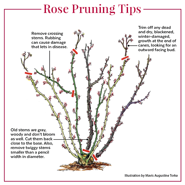 When Is The Best Time To Prune Roses