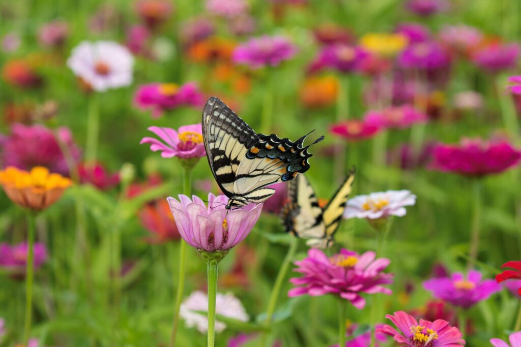 Which Plants Are Best For Attracting Pollinators