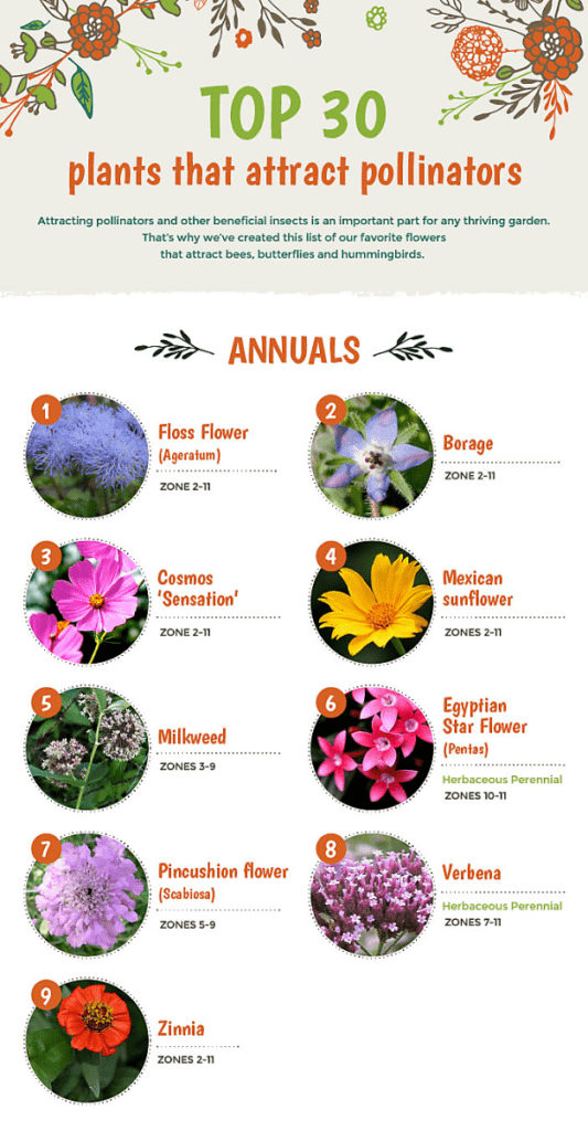 Which Plants Are Best For Attracting Pollinators