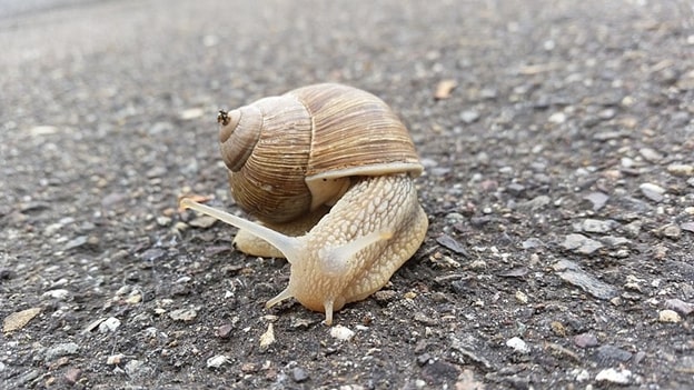Are Garden Snails Dangerous To Humans Or Pets