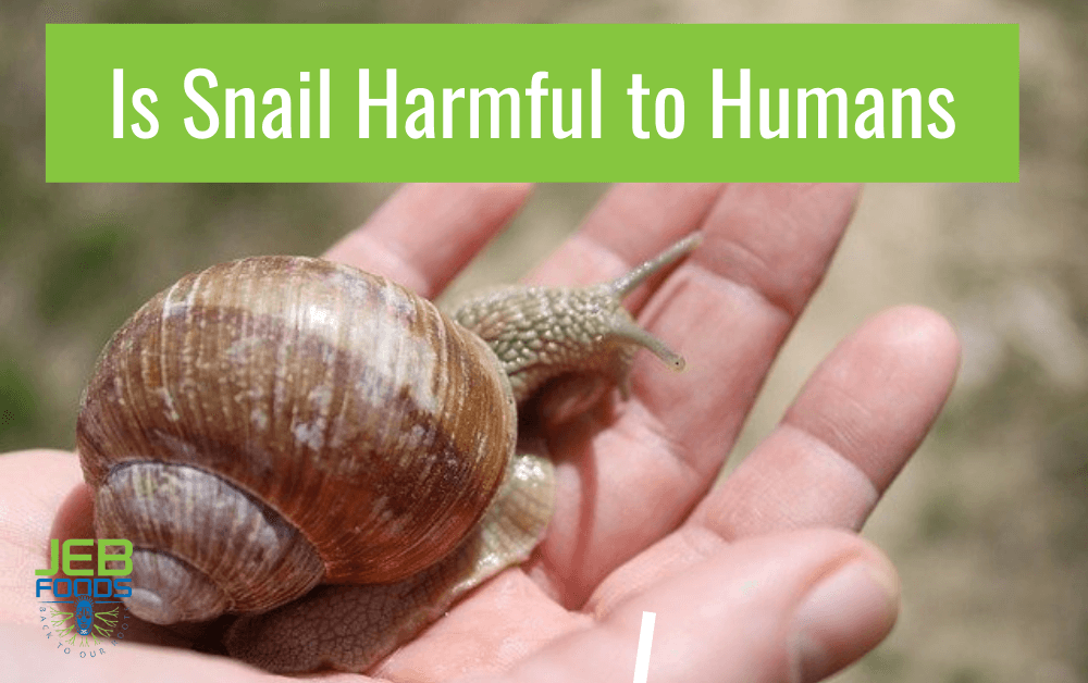 Are Garden Snails Dangerous To Humans Or Pets