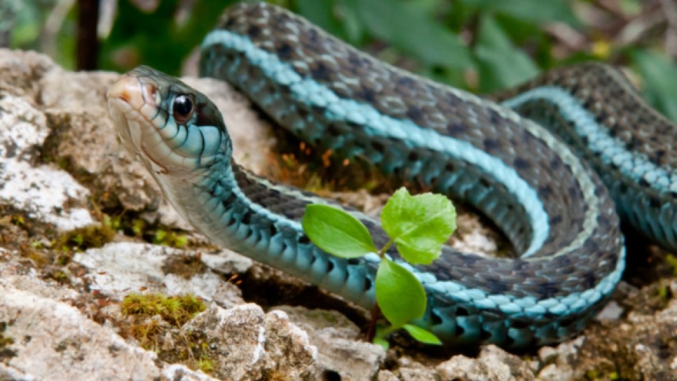 How Often Do Garter Snakes Eat In Captivity