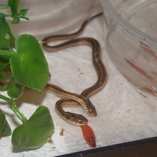 How Often Do Garter Snakes Eat In Captivity