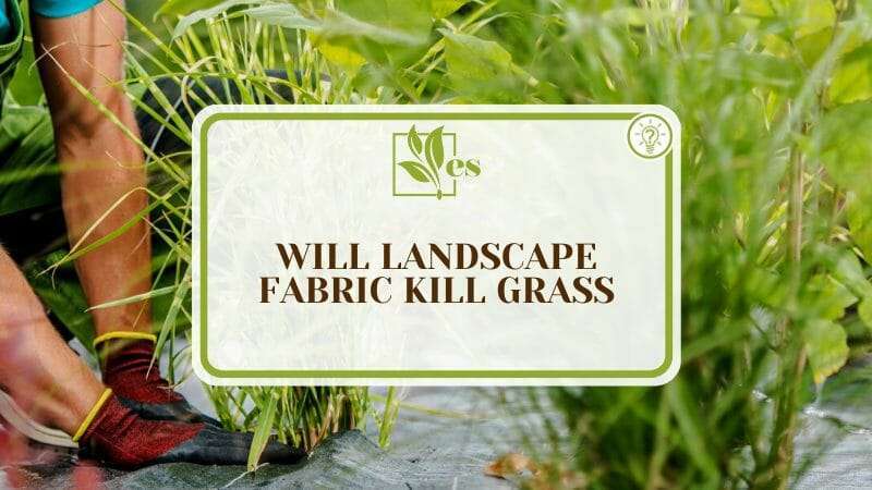 Will Landscaping Fabric Kill Grass Over Time